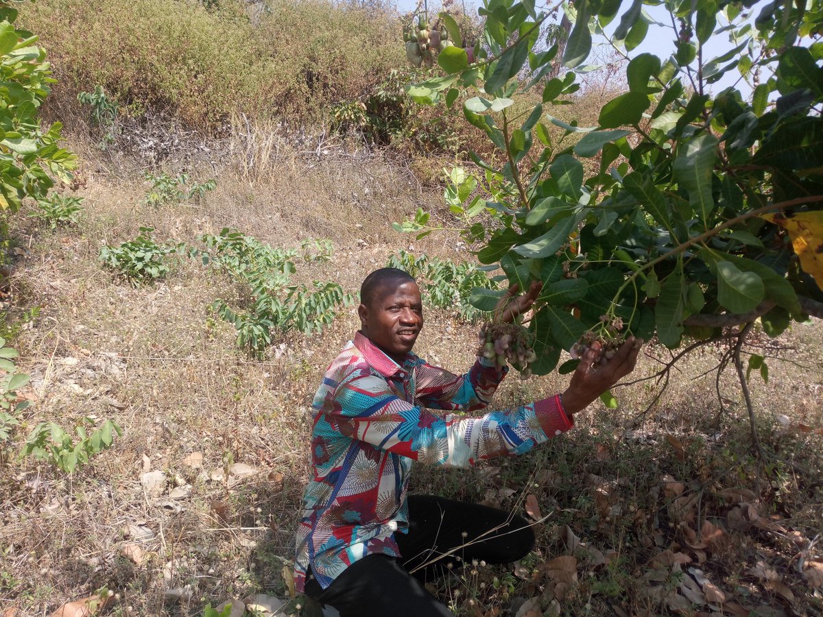 elhadjham's tweet photo. Grâce aux efforts fournis day by day,les résultats sont palpables sur le terrain au #Togo.Travailler dur et gagner son pain. #AGRITRADE AFRICA,au service des #Entrepreneurs #Agriocoles. Ici une ferme de noix de #Cajou à #Sokode. #Tecamin Flower, #Engrais,#bio,#POLYTER. @bemarius https://t.co/zrD43ITg5m