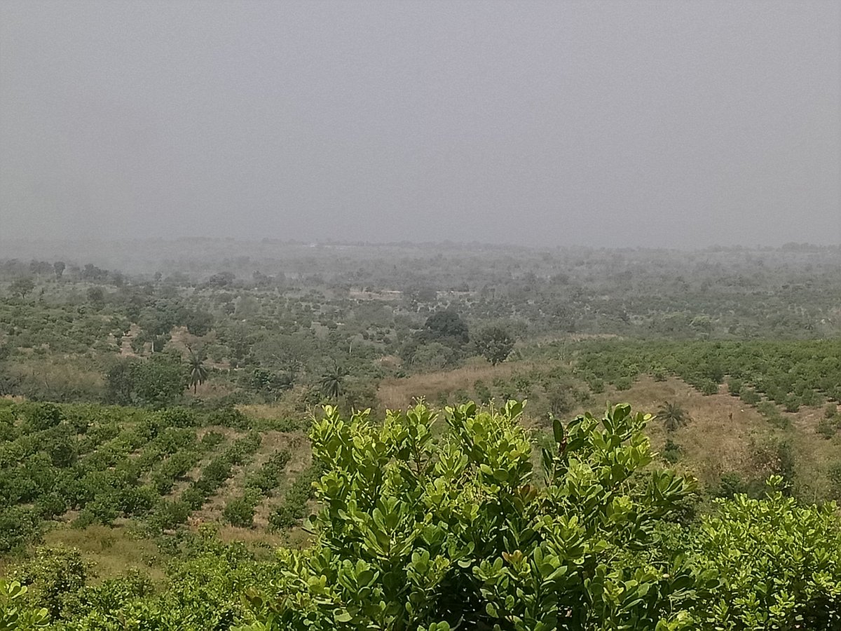 elhadjham's tweet photo. Grâce aux efforts fournis day by day,les résultats sont palpables sur le terrain au #Togo.Travailler dur et gagner son pain. #AGRITRADE AFRICA,au service des #Entrepreneurs #Agriocoles. Ici une ferme de noix de #Cajou à #Sokode. #Tecamin Flower, #Engrais,#bio,#POLYTER. @bemarius https://t.co/zrD43ITg5m
