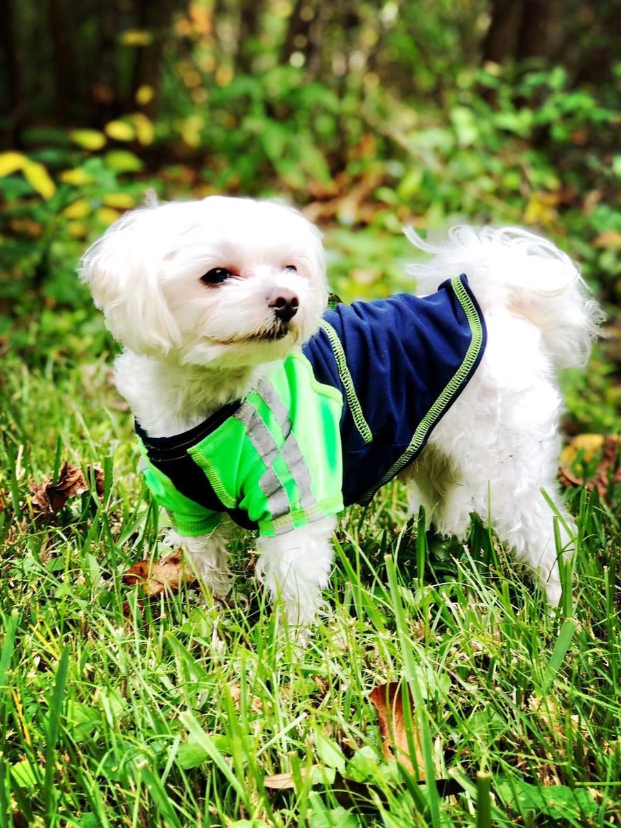 @louiedecoton cooling shirts with UPF50 protect your pup on their daily adventures. On a jungle walk protects them from bug bites. @amazon or louiedc.com
#seahawks #12thman #dogshirt #upf50 #dogcooling