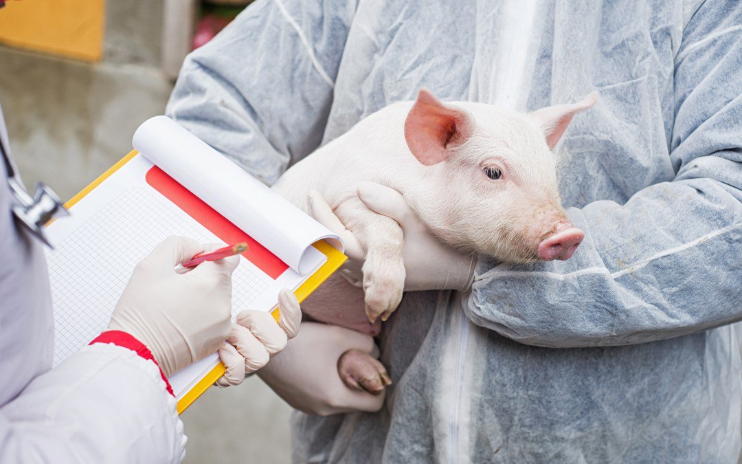 BONNES PRATIQUES DE BIOSÉCURITÉ À METTRE EN PLACE EN CAS DE PESTE PORCINE AFRICAINE
mytheseo.com/fr/2019/01/16/…