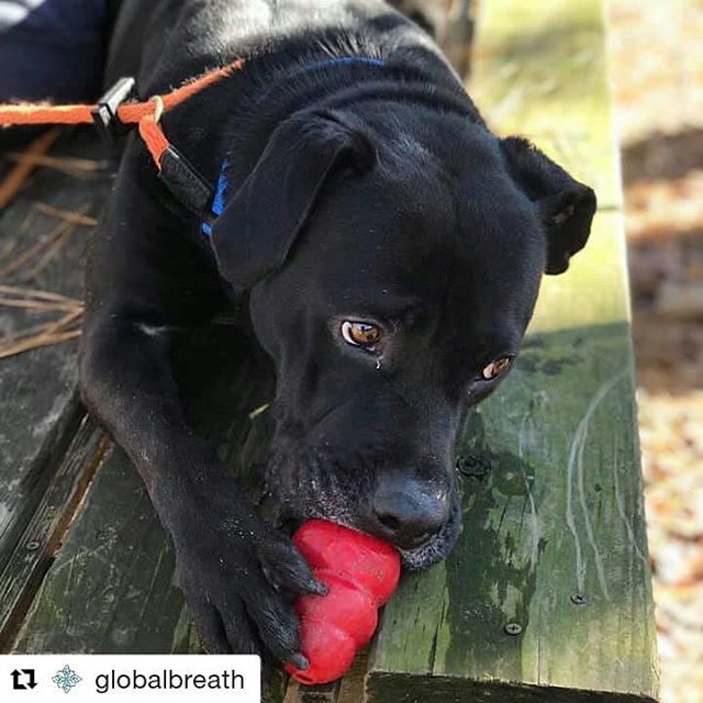 Global_Breath's tweet photo. Reminder that we will be hosting a yoga with dogs event with @aps_of_durham
tomorrow night! *Please do not bring your dogs!*
We will be doing yoga with adoptable doggos. 
#Repost @globalbreath (@get_repost)
・・・
Practice your down dog with actual dogs… https://t.co/WZGTWcHvGh https://t.co/iLHTAmEFVm