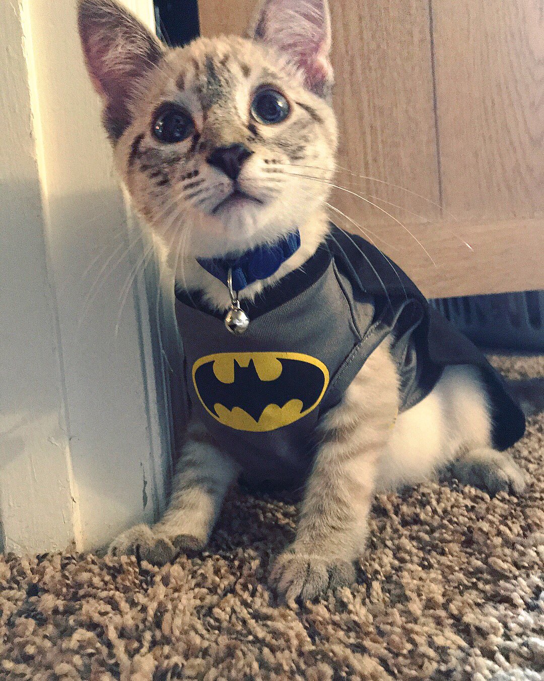 Batman Cats Collar, Supreme Cat Collar, Yes Cats Collar