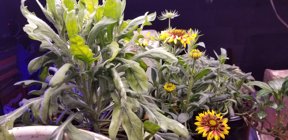 busywerk's tweet photo. #dailygarden 

My artichokes are on the mend. The brussel sprouts were infested with aphids 😖

I ushered them out to the freezing temperatures.  Good luck now jerks!

I still have the chokes. We'll see what happens https://t.co/rNo0NXrRwG
