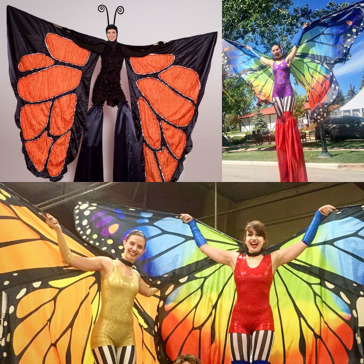 Indigo Circus tweet media