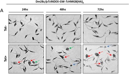 ISOP (@protistologists) on Twitter photo Overexpression of #Trypanosoma cruzi High Mobility Group B protein (TcHMGB) alters the nuclear structure, impairs cytokinesis and reduces the parasite infectivity nature.com/articles/s4159… #protists by @Lol_asde, <a href="/vikyalonso85/">Victoria Alonso</a> et al. Overexpression of #Trypanosoma cruzi High Mobility Group B protein (TcHMGB) alters the nuclear structure, impairs cytokinesis and reduces the parasite infectivity nature.com/articles/s4159… #protists by @Lol_asde, <a href="/vikyalonso85/">Victoria Alonso</a> et al.