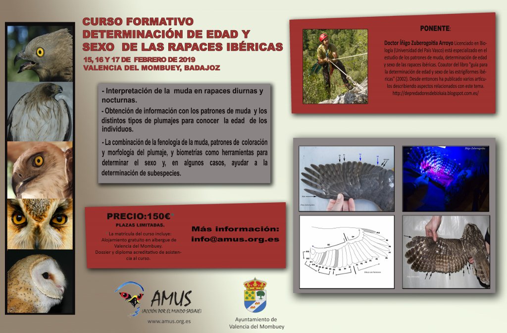 CURSO IDENTIFICACIÓN DE EDAD Y SEXO EN RAPACES IBÉRICAS
Íñigo Zuberogoitia Arroyo, impartirá este interesantísimo curso, donde transmitirá el resultado de sus muchos años de investigación y experiencia respecto a la identificación de edad y sexo en rapaces.
info@amus.org.es