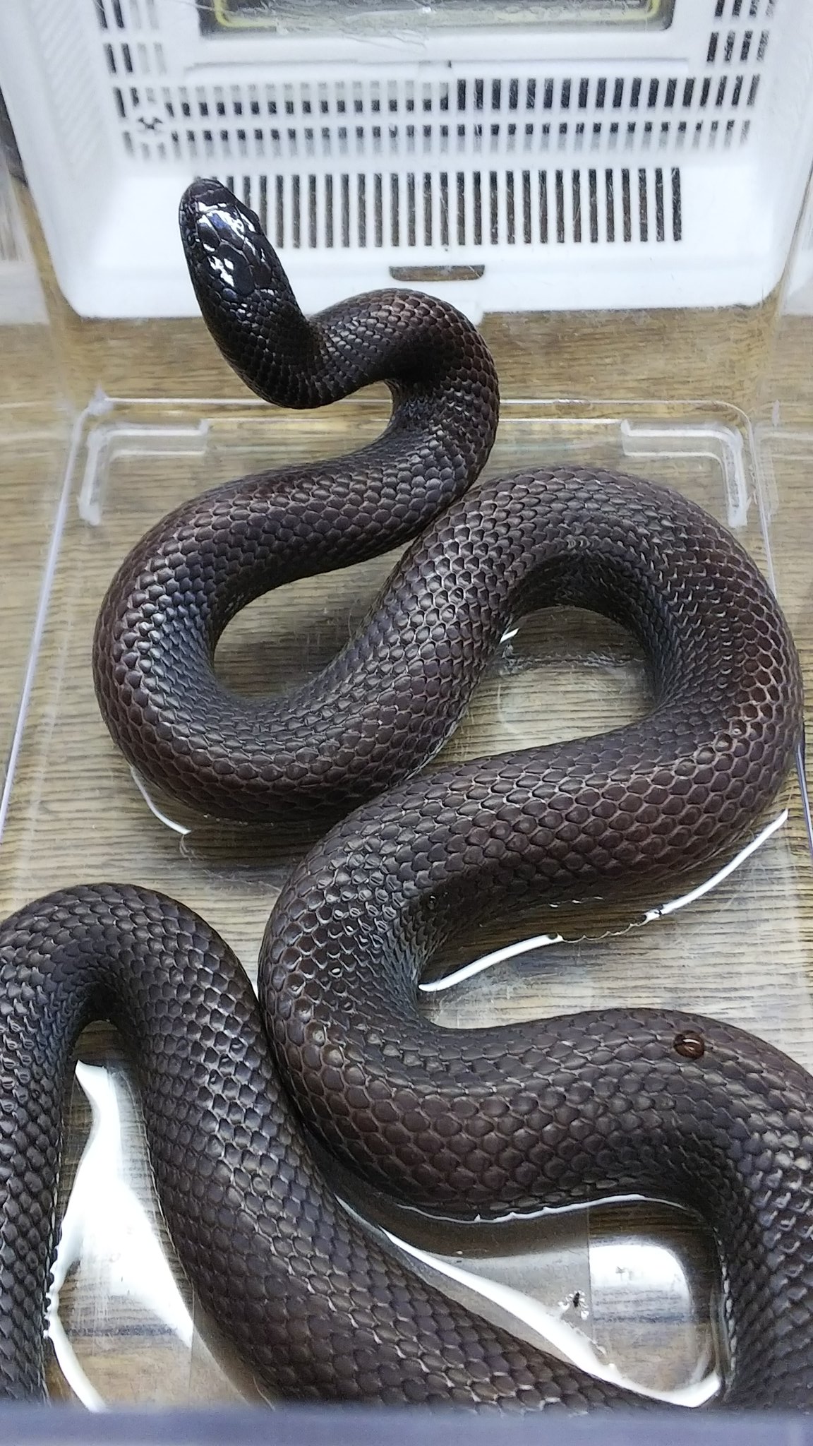 爬虫類・両生類専門店レプティリカス على X: 
