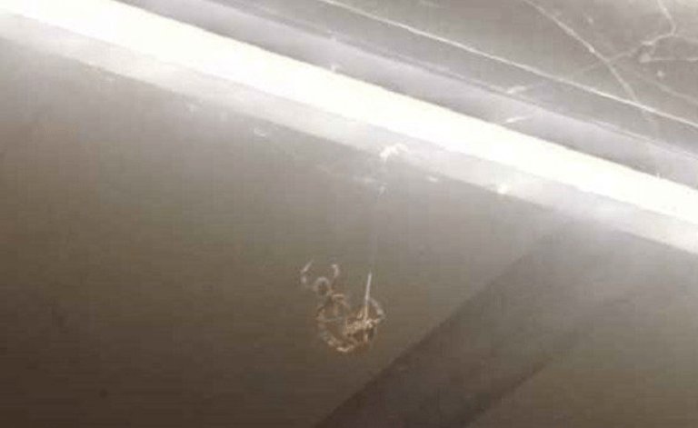 PauFM's tweet photo. QUEMEN TODA LA ESTACIÓN ALV @danifdzmo RT @Foro_TV: Arañas invaden estación Morelos del Metro CDMX 
https://t.co/s5OANQsR88 https://t.co/yzjzi3C5sF