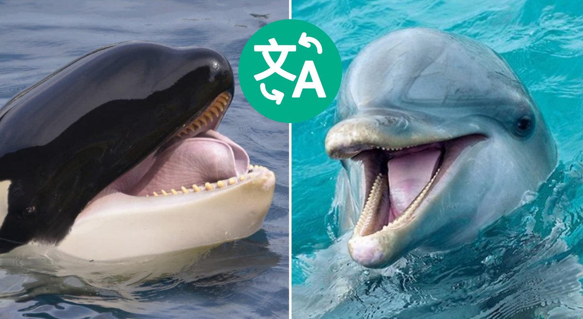 Tu Sais Pas Quoi Des Chercheurs Californiens Ont Demontre Qu En Plus De Sa Grande Intelligence L Orque Est Bilingue Des Orques Vivant Aux Cotes De Dauphins Ont Etonnamment Adapte