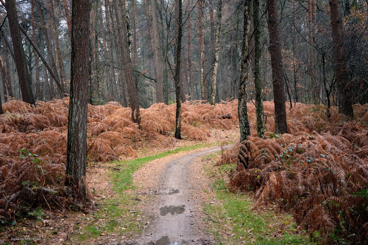 TruusWijnen's tweet photo. Nieuw op m'n wandelsite
Rondwandeling Oelemars (Losser)- Bardel 12 km
Op pad ih grensgebied van #Losser met #Duitsland. Afwisselende #wandeling met heide, bos, platteland + event bezoek aan klooster Bardel
Bekijk route, foto's+gratis routebeschrijving op:
https://t.co/ednn2NtutP https://t.co/UMPib4S2y2