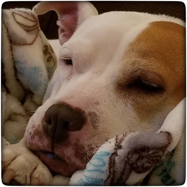 DARKSIDEnails's tweet photo. THIS muffinhead.
#pitbullsofinstagram #pitbull #bullybreed #ilovemybully #pibblesofinstagram #pit https://t.co/MhdHBKLlrH https://t.co/wD0yENAwkR
