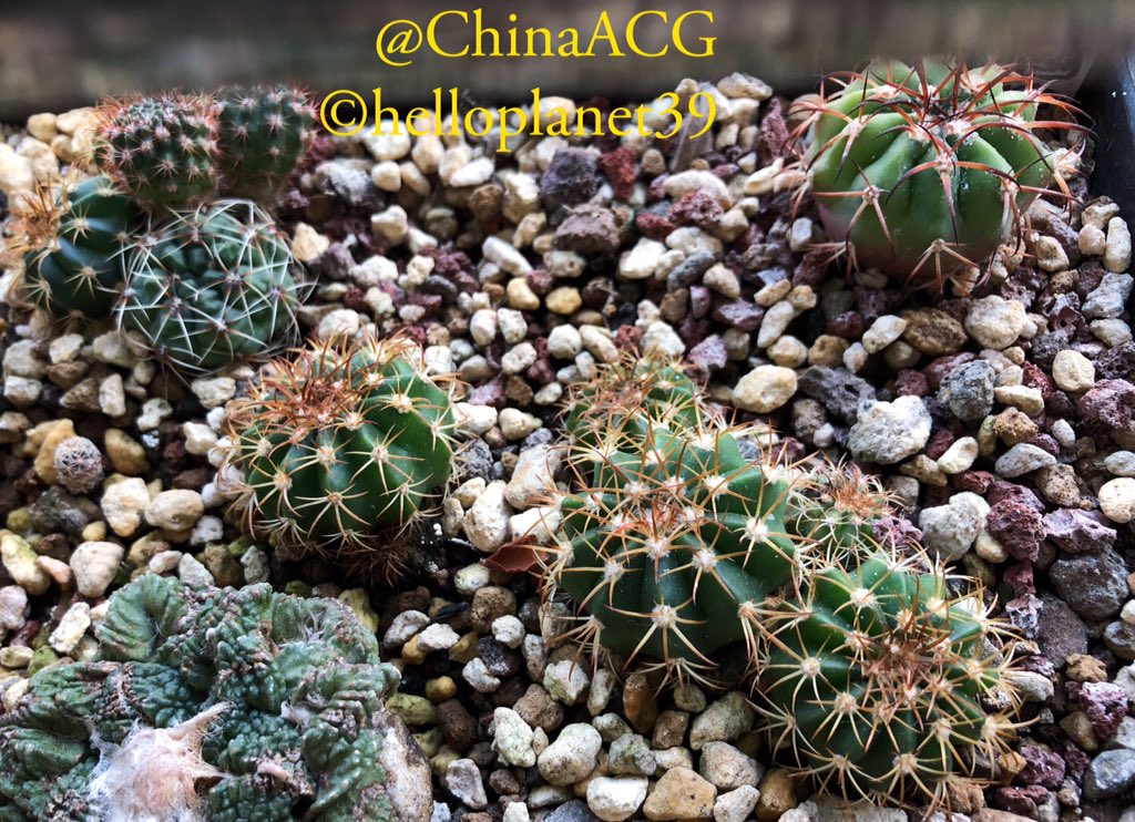ChinaACG's tweet photo. 仙人掌小时候就都有模有样了
my lovely seedling cacti dominating in winter
右上是圆盘玉
upper-right #discocactus
中央是花座球
centre #melocactus
左上是裸萼和宝山
upper-left #acanthocalycium & #rebutia
#cacti #cactus #仙人掌 #サボテン
#succulent #多肉植物
#botanical #园艺 #園芸 https://t.co/AXDSfY1Atg