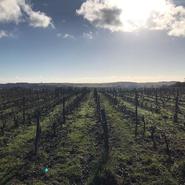 L’équipe d’ÉROÉ à la rencontre de nouveaux héros (rude le travail) 👨‍🌾🦸‍♂️
#eroeinside #domainedesgauchers #dubonvin #vinbio #vinnaturel #cépagecheninblanc #nofilter bit.ly/2RM2VPZ