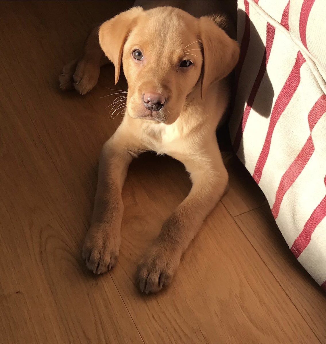 I’m sorry but how beautiful is he 😍