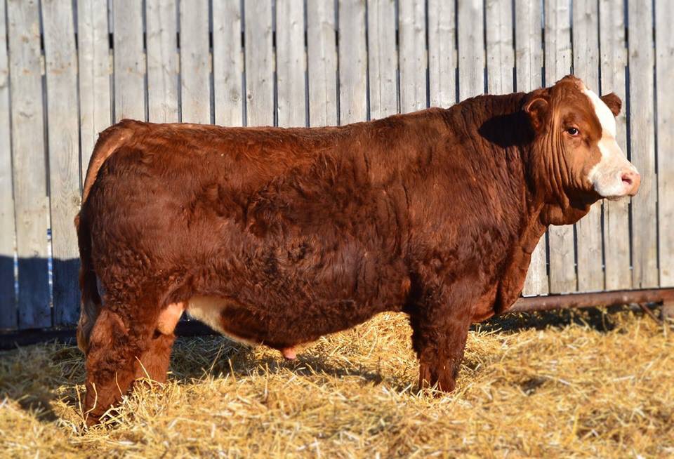Pearson farms has bulls for sale via Private Treaty off the farm. Purebred Simmental and Gelbvieh.  Call Duncan 780-220-5730 for more info. RT welcomed thanks