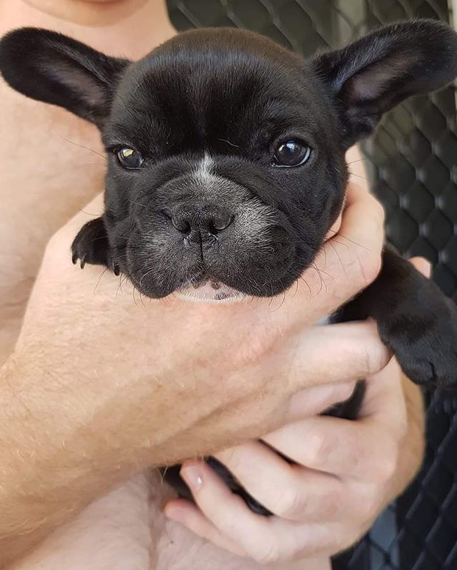 Daily_Frenchie's tweet photo. 💜 O P I E 💜
Feature of @courts_andopie 🐾
.
#frenchbulldog #frenchbulldogpuppies #frenchbulldogs #frenchbulldogsofinstagram #frenchiestagram #dog #frenchies #dogs #dogstagram #dogsofinstagram #pups #pupsofinstagram #puppylove #puppies #bulldog #bulldo… https://t.co/BcoS5ctdlX https://t.co/0aY4rETPTd