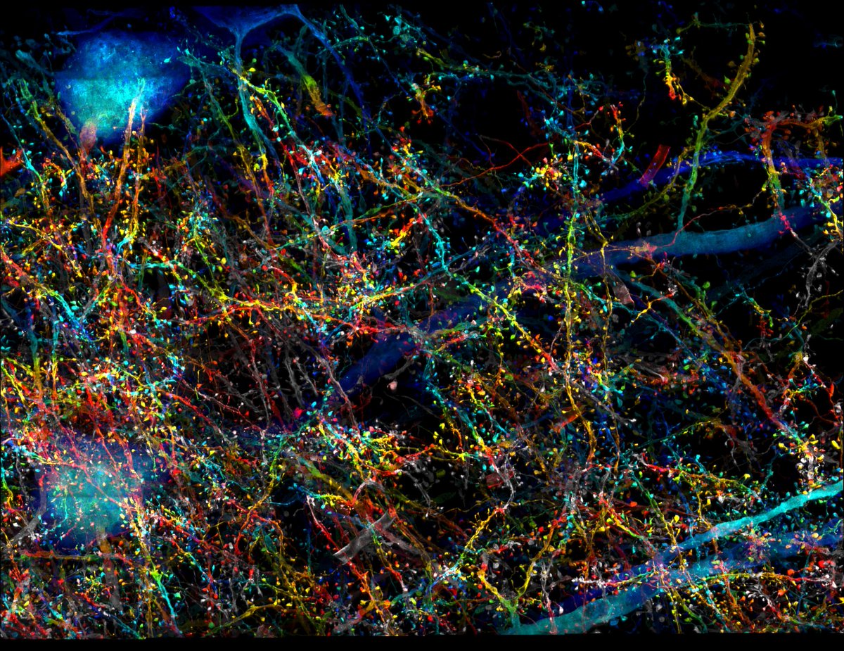 eboyden3's tweet photo. The teams also examined synapses across the layers of the mouse cortex. Here are dendritic spines in a small part of this dataset, with z-depth shown as a color code. 3/5 https://t.co/yZYBvspNQ7
