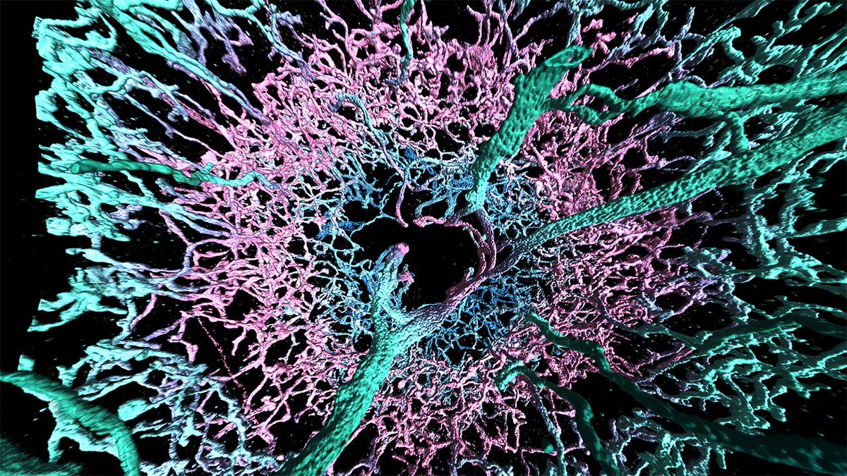 eboyden3's tweet photo. We also mapped, throughout the fly brain, dopaminergic neurons and synapses. Here is a 3-D micrograph, color coded by depth, of dopaminergic neurons that innervate or pass through the ellipsoidal body in the brain of a fruit fly, extracted from a data set of the whole brain. 4/5 https://t.co/y8JqZDhJQh