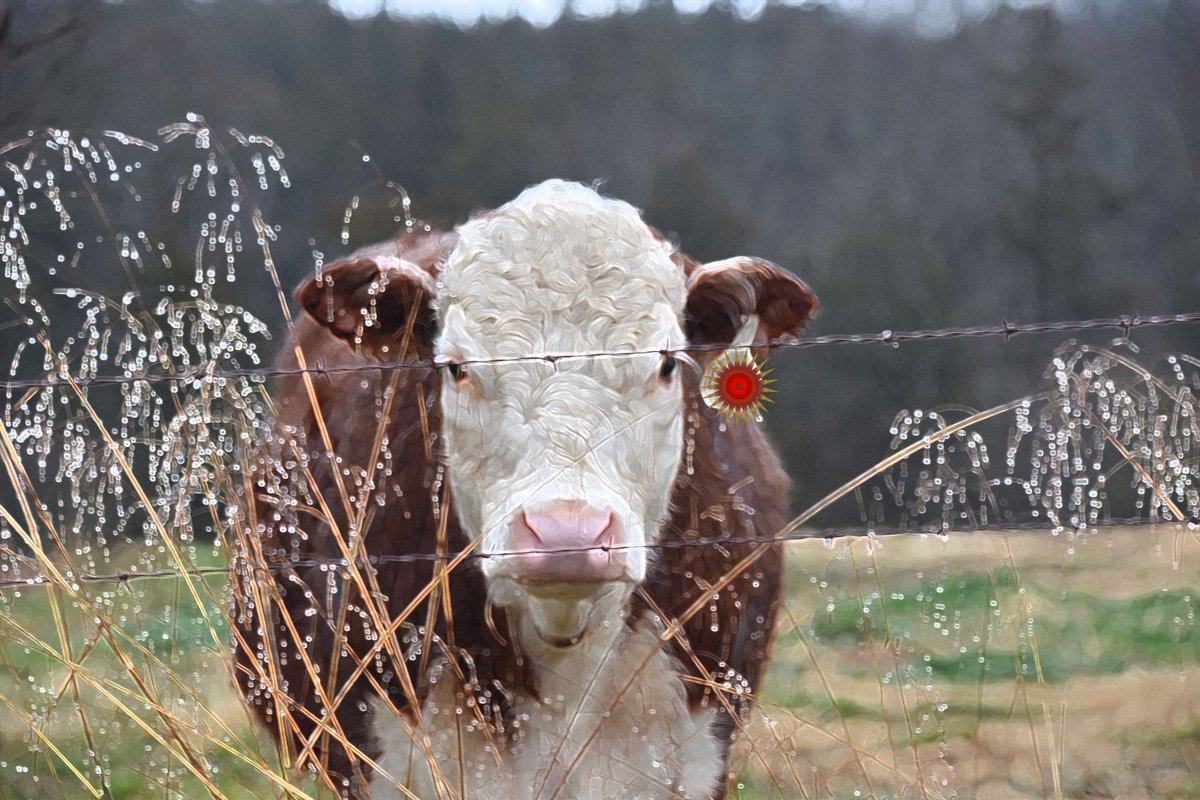janishalls's tweet photo. Yep, that's a cow. I said hello to it today. https://t.co/OCo0dB1tTH