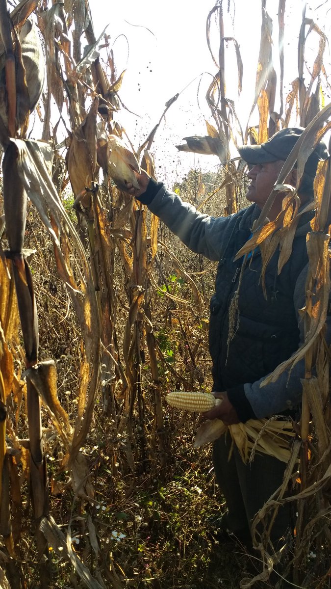 Salder8's tweet photo. Con las innovaciones tecnológicas sustentables promovidas por #CIMMYTporMéxico y #PROAGROCapacita 2018 en Huejotzingo Puebla se recuperó la planta de estrés hídrico y el rendimiento con aplicación de biofermetado y bioinsecticidad @fabriciogar63 @sevilla @CIMMYT https://t.co/DhyC17ttpy