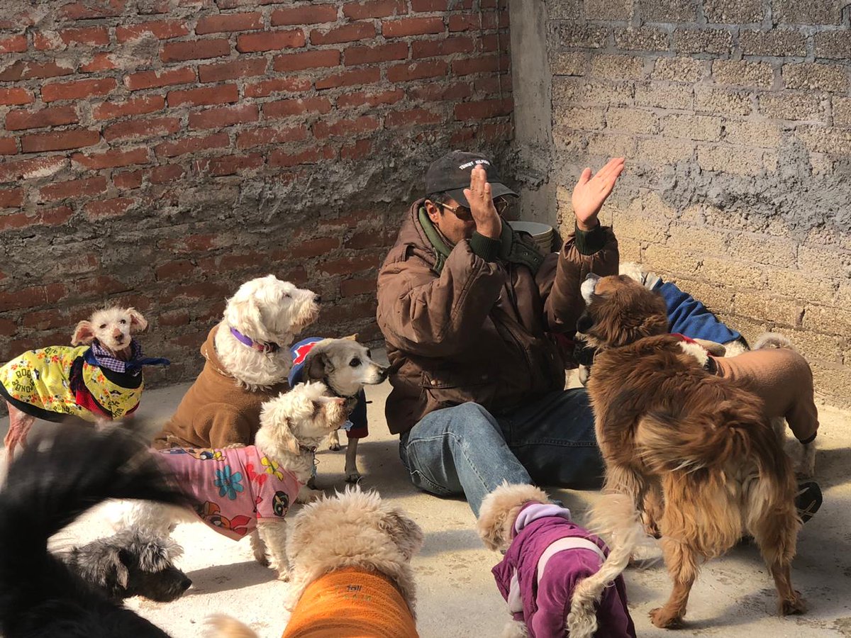 Perrosenlacalle's tweet photo. #Amor CON AMOR SE PAGA" He dedicado gran parte de mi vida a dar amor, rescatar y rehabilitar a muchos perritos y gatitos. Mi más grande recompensa son sus miradas, su energía y el gran amor que me tienen y que recibo de ellos. Solo pido a Dios tener salud y los medios para seguir https://t.co/lZo2HrazGk