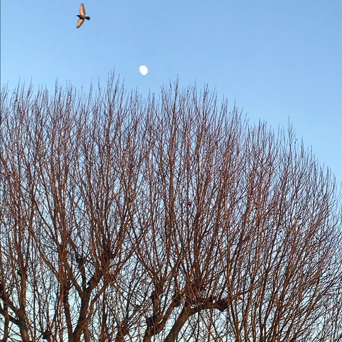 DArceyEmma's tweet photo. January moon in late afternoon light. Pigeon looking more like a golden eagle. #nature in #London looking striking above the traffic. #lookup #thursdayinspiration https://t.co/qSSimEkOZO