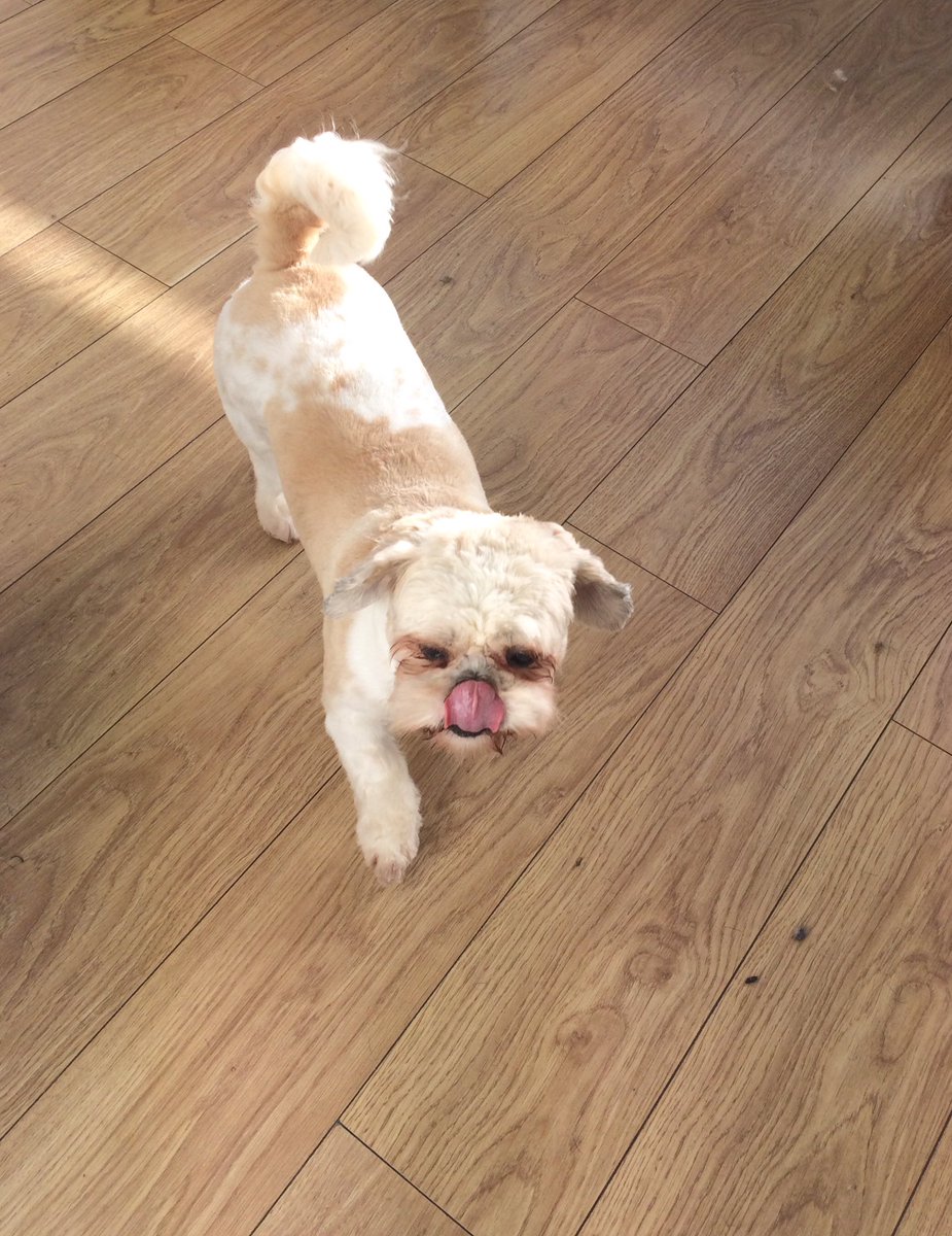 WAGSLIVERPOOL's tweet image. “Just chillin’ out, licking my nose!” #shihtzu #pamering #spa #liverpool @WAGSLIVERPOOL