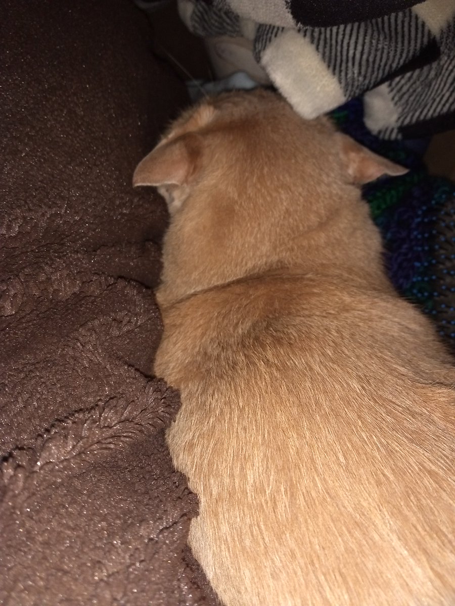 GarfMic's tweet image. 