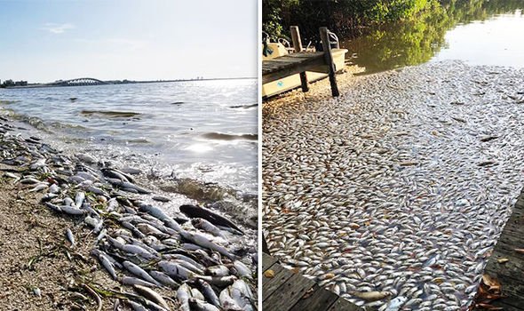 HiMyNameIsSusie's tweet photo. @dorothymwatts @umichsanger Committ to cleaning up this mess you've caused, be transparent about the aquatice animals you are harming #CrisisChallenge2019 https://t.co/quQyQ5WQM9