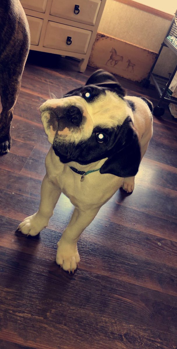 HopeGale2's tweet photo. Bulldogs are the best dogs!
#bulldoglife @The_Frap_House https://t.co/BBFgRD81mY