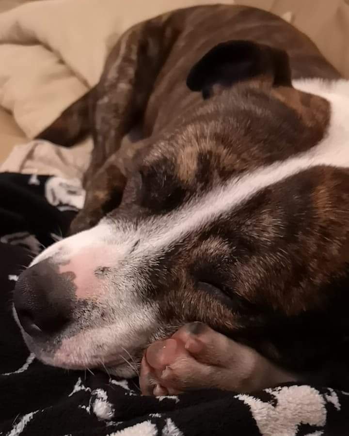 CharlotteLou04's tweet photo. @LancashireHour And another for good luck! Please check out Homeless Hounds for more details!! #adoptfrank #homelesshounds #LancashireHour https://t.co/pWIDnXI1UP