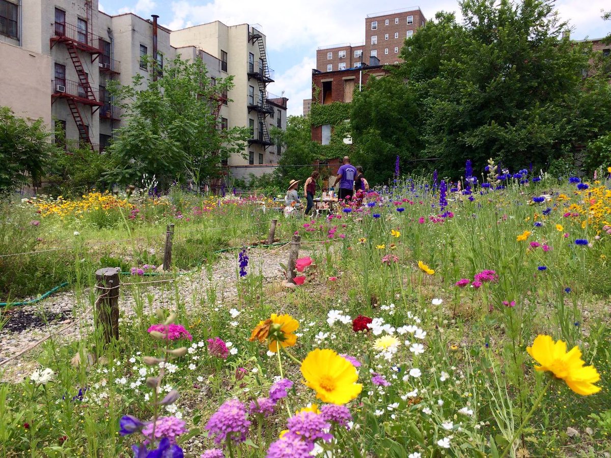 Mandela_Garden's tweet photo. 🌻🌻 Thread: 1) We are ❤️❤️ by the response of communities such as @ElizabethStGrdn @PVCGarden_NYC standing up to divisive developer tactics which attempt to pit false choices between *affordable housing* and green space. https://t.co/eLe6pthYiV