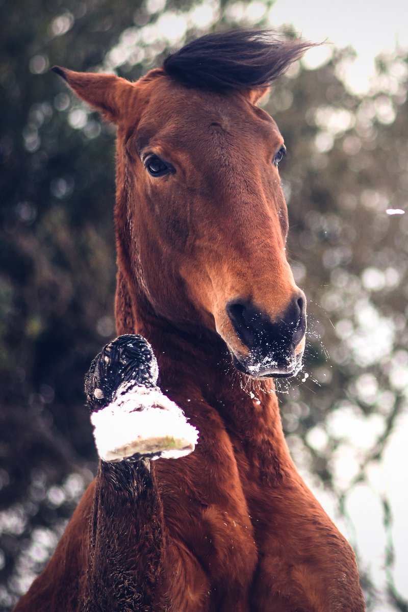 equuscapes's tweet photo. "Tell me, what is it you plan to do with your one wild and precious life?" Mary Oliver #maryoliver #bewild #wildhorses https://t.co/ogwUm4rVOy