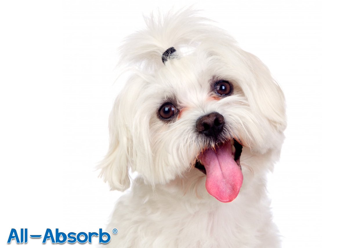 AllAbsorb's tweet image. Happy Friday's Eve Everyone! 
😀
All-Absorb.com
🐶
#allabsorb #trainingpads #peepads #puppypads #Happy #HappyThursday #Fridayeve #Tongueout #Thursday #thursdayvibes