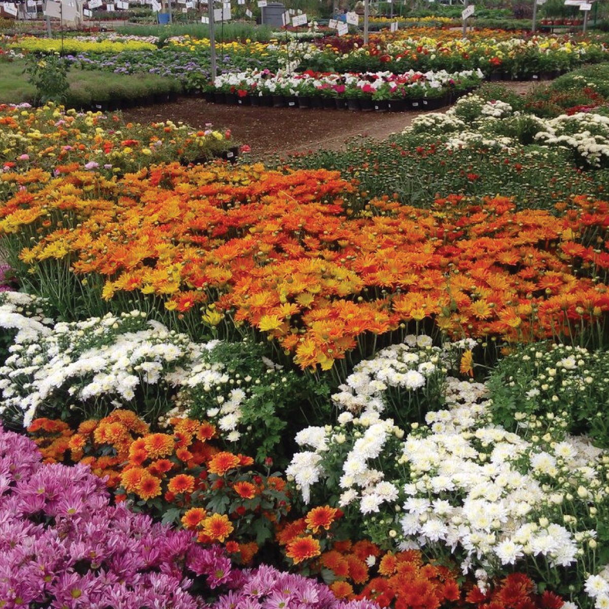 El fin de semana se acerca y Alquería está lista para recibirlos. 
Déjate guiar y conoce los viveros de la ciudad.// 🌿🌺🌸

The weekend is already here and Alquería is set up to welcome you! Let your senses be your guide and discover the city’s wide range of nurseries.