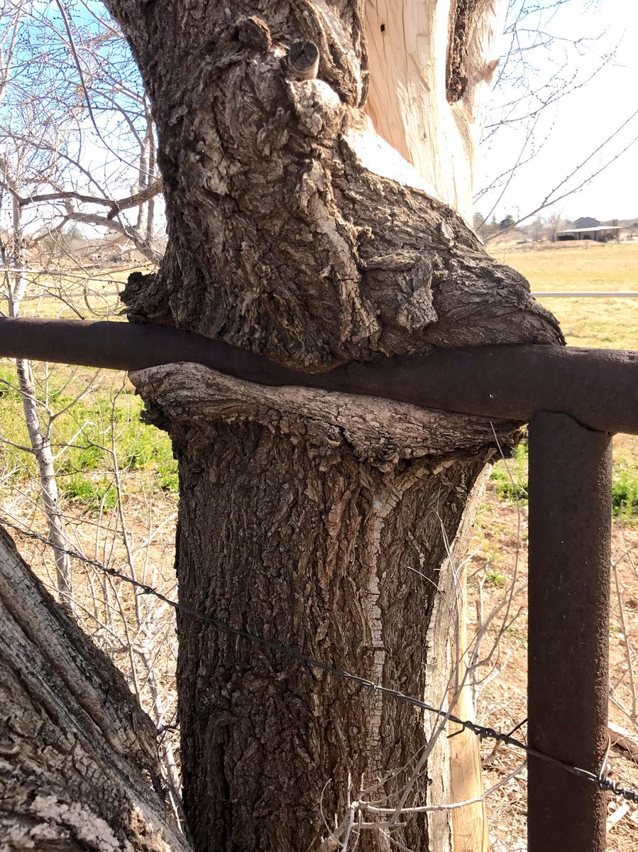 JonMotsinger's tweet photo. It’s been a while since I ran across any #treeseatingthings @HungryTrees https://t.co/Vj6qUyHhBQ
