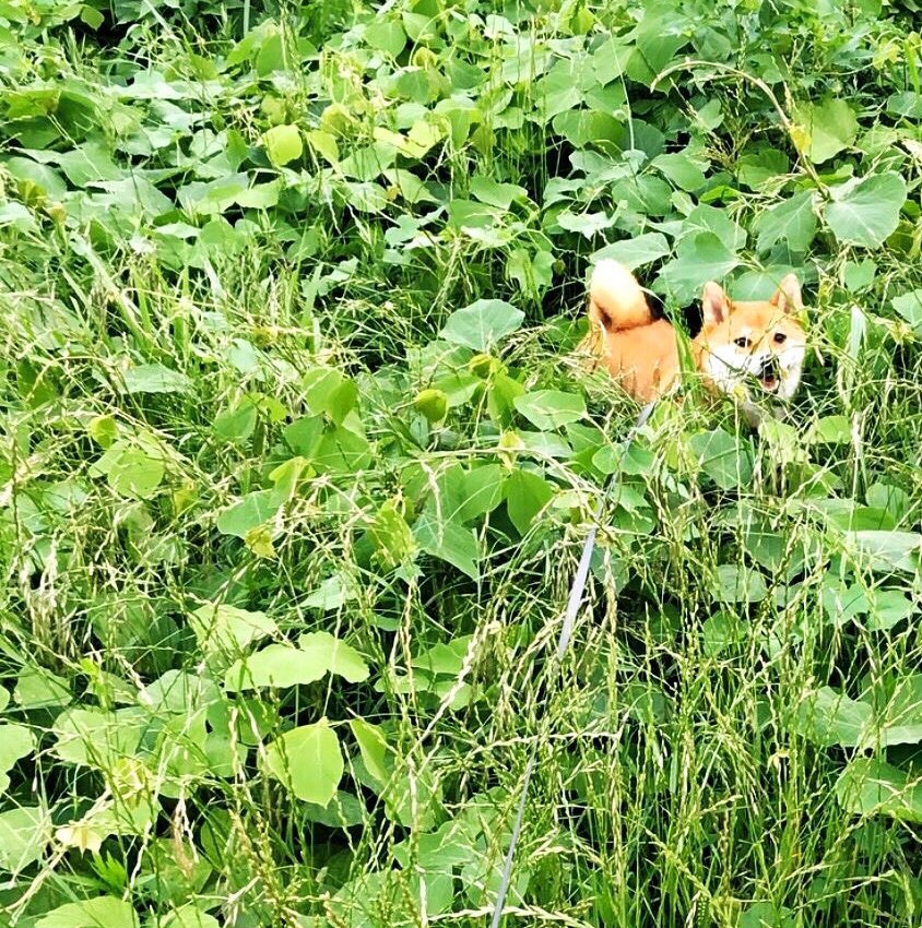 nctpets's tweet photo. https://t.co/K5eFXYA6I2