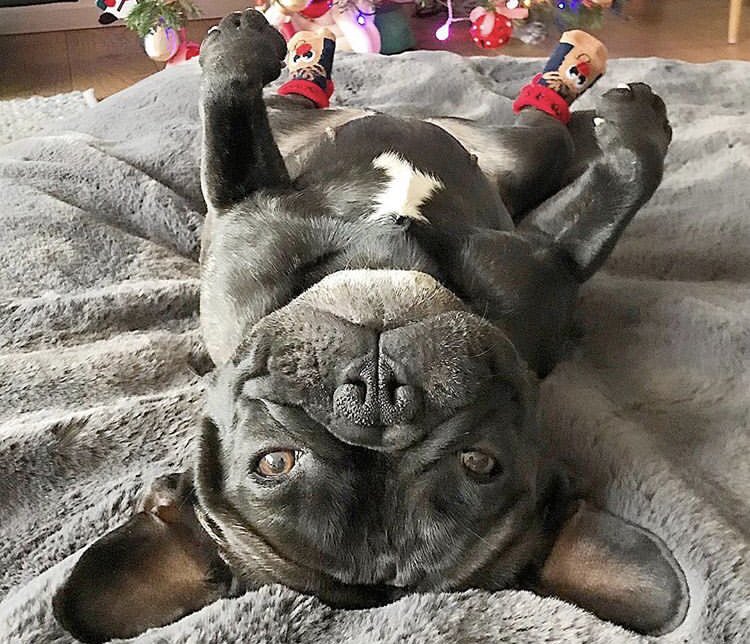 v_kramarev's tweet photo. Безграничная любовь к французским бульдогам 🐶 🥰 https://t.co/Xy46A9Nfkb