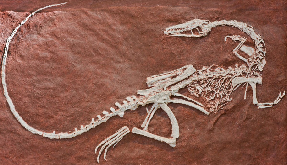 TwigAccount's tweet photo. Which animal has survived five mass extinctions❓️

Discover this and four other interesting facts about extinction in this #TwigScienceReporter fact pack! 👉 https://t.co/7RCOceaCO5 

#PriSci #rethink_learning #edchat https://t.co/zdJZLEE96F