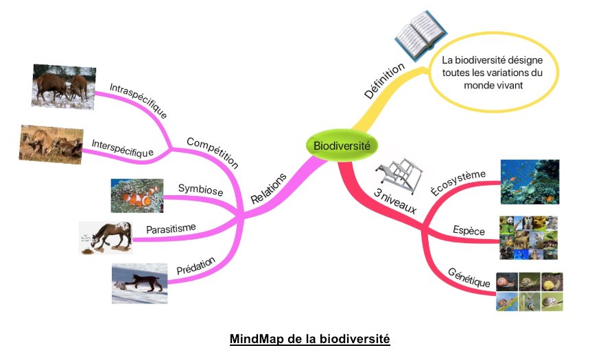 NLepouder's tweet photo. Lorsque les secondes réalisent des cartes mentales pour parler de biodiversité. et utilisent avec plaisir iMindMap kids 🙂
#SLLPND #iMindMap #tweeteTsvt https://t.co/4iTfK7abwZ
