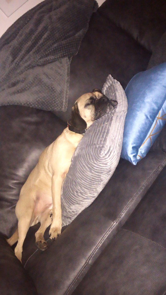 baddogbakeryuk's tweet image. Aaah to be this relaxed. 💤 #sleepybaddog #alltuckeredout