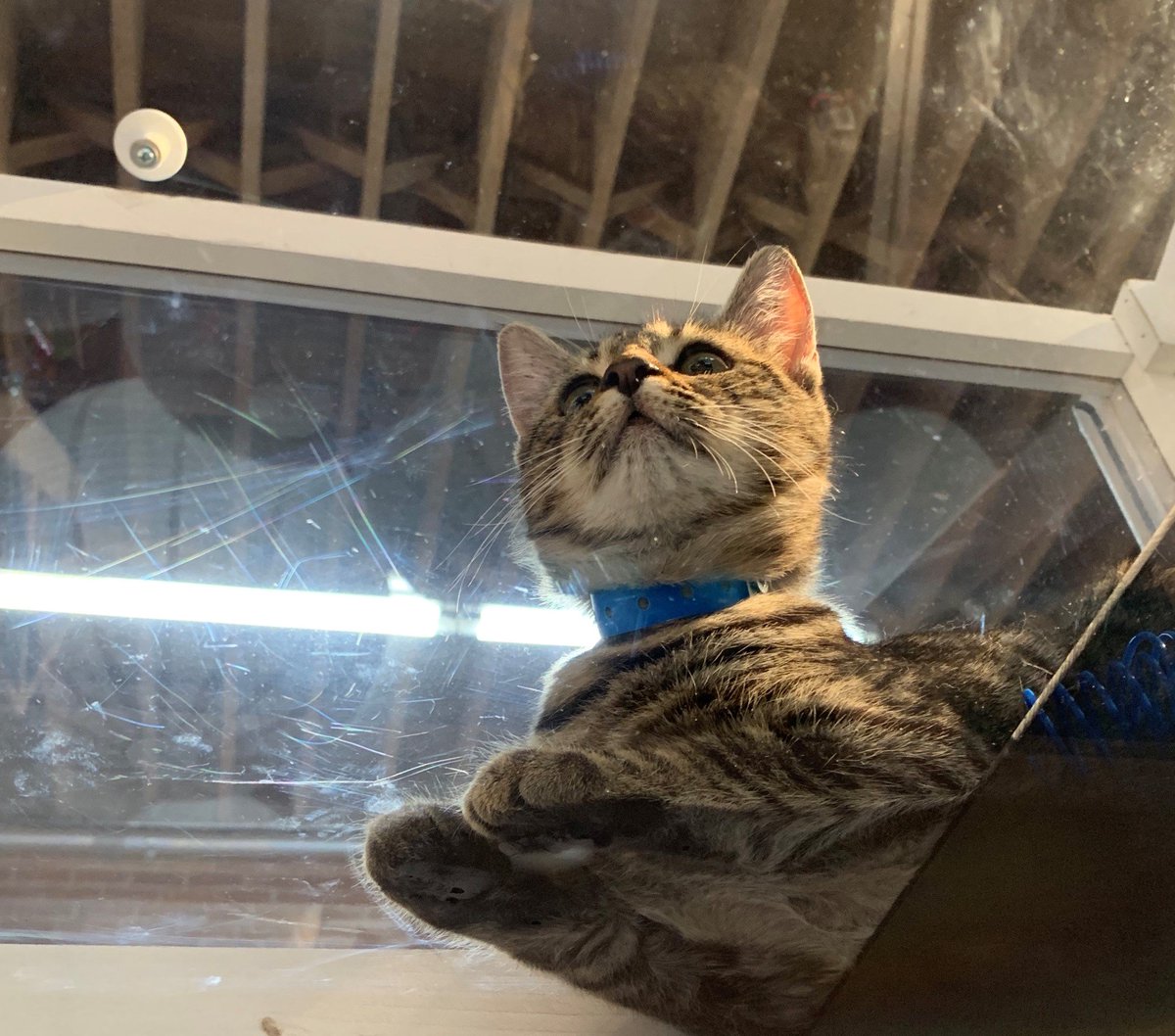 spcaLA's tweet photo. #CatsonGlass begins tonight! If you plan to adopt please bring the following: Valid, government issued picture ID, copy of lease that states you are allowed to have a pet or landlord's phone number. https://t.co/VOHXsvV5kP https://t.co/vsjDGXjwPf