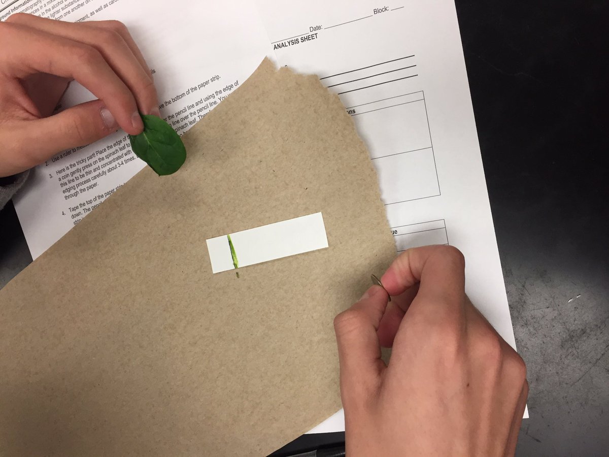 sciolydan's tweet photo. Biology classes exploring pigments of photosynthesis through chromatography #biorules @WHSOilers https://t.co/UPWfAeiqm9