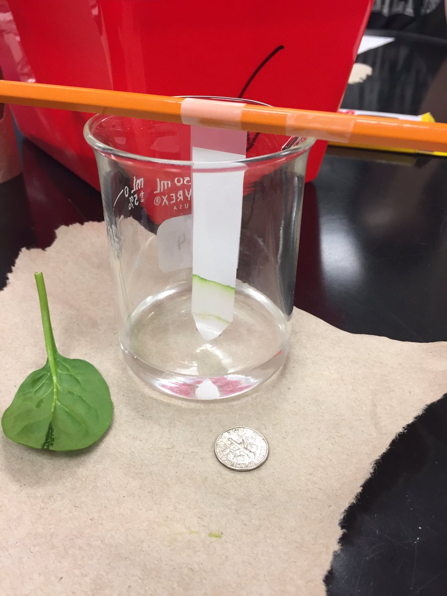 sciolydan's tweet photo. Biology classes exploring pigments of photosynthesis through chromatography #biorules @WHSOilers https://t.co/UPWfAeiqm9
