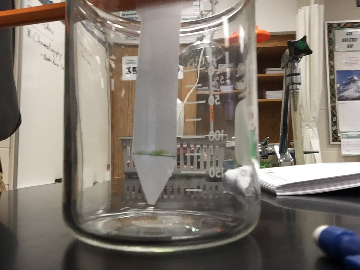 sciolydan's tweet photo. Biology classes exploring pigments of photosynthesis through chromatography #biorules @WHSOilers https://t.co/UPWfAeiqm9