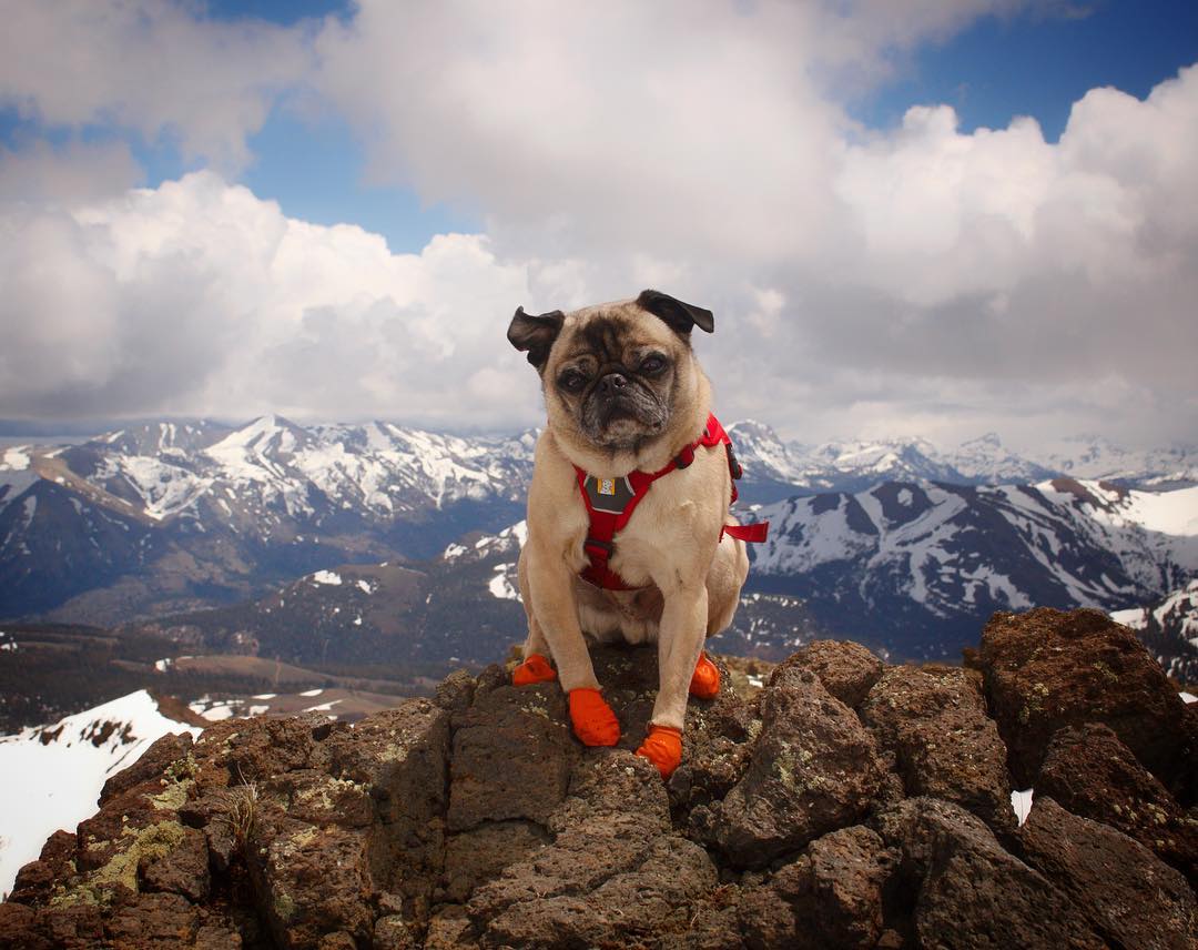 instagram's tweet photo. Today on our IGTV channel, we answer the call of the wild with today's #WeeklyFluff @PugventurePhoto. 🐾 🏔 https://t.co/edJc1hjkhN https://t.co/QHAbCyevTj