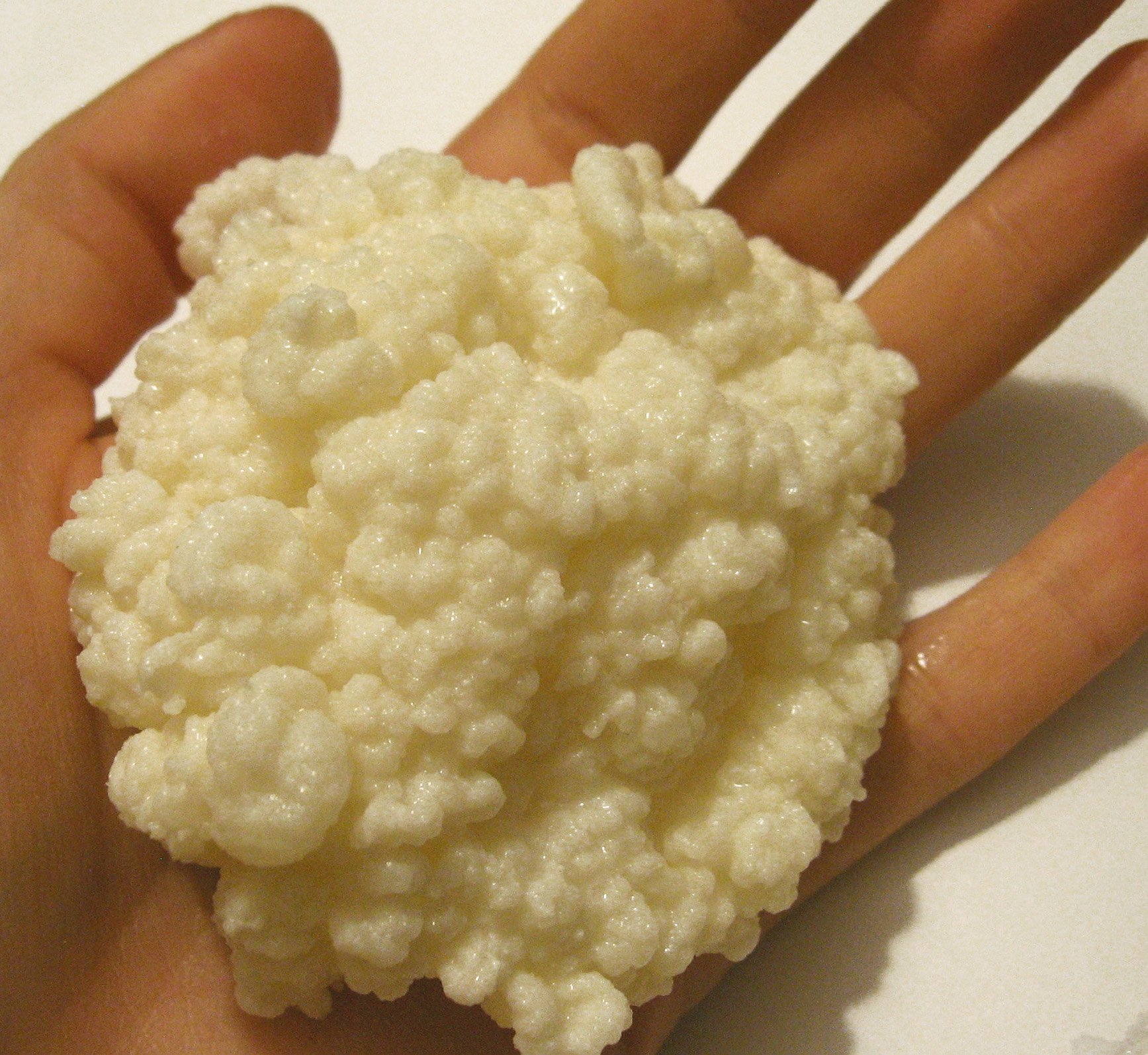 What are the benefits of eating milk kefir grains? - Yemoos Nourishing  Cultures