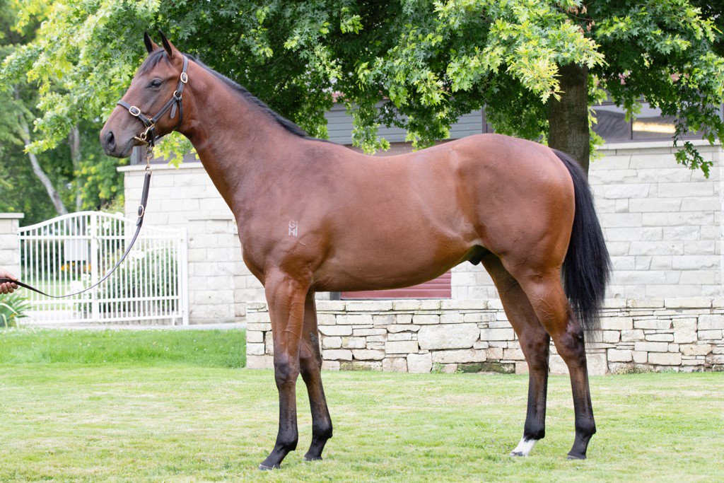 WestburyStud's tweet photo. #SwissAce has done a great job with his performers including #LittleGiant, #UglyWarrior, #Julius #PassingShot, #FirstServe, #TopProspect & #SecretSpirit and he has some good quality horses @KarakaChat with #Lot51 among them! #impressive https://t.co/6g9QP4tD4X