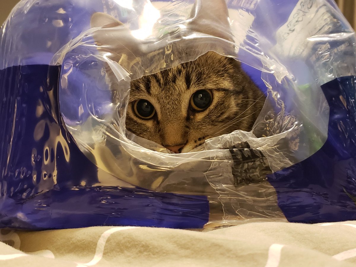 astic_cat's tweet photo. I couldn't figure out what Maxwell was staring at on the bed until I looked in the empty Dasani water container... Nikita will climb into ANYTHING!!!!!
#CatsOfTwitter #Cats #Furbabies #Catastic #Cat #strangehidingplacescatsfind
#Whatiswrongwithher https://t.co/nGKFHC2WSk