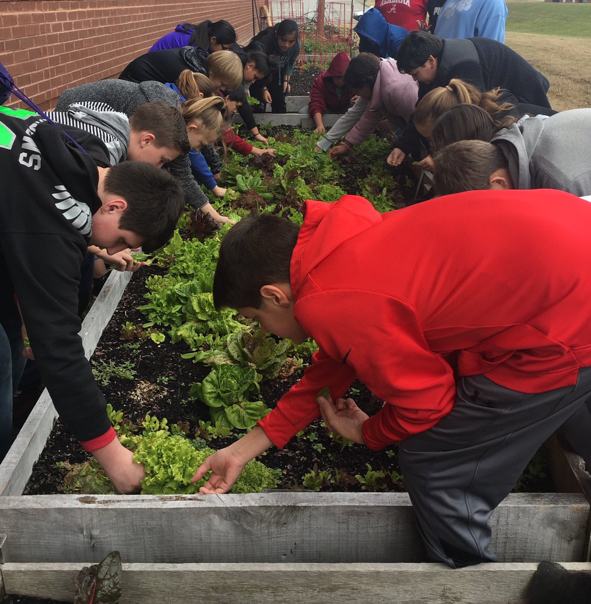 cgarrison5526's tweet image. #psmsHorticulture Ss eager to replenish the self-self serve salad bar in the cafeteria! #breakintheweather #heirloomgardening #TeachAg #farmtocafeteria @FarmtoSchool @rareseeds @PSMSBulldogs @TNedu
